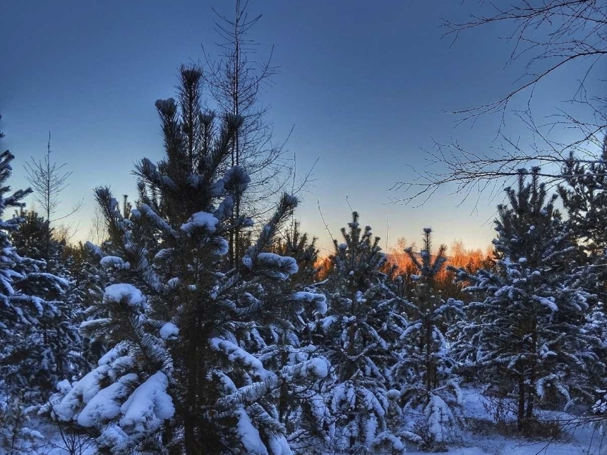 ​Объявлены итоги краевого фотоконкурса «Сохраним леса Забайкальского края»  